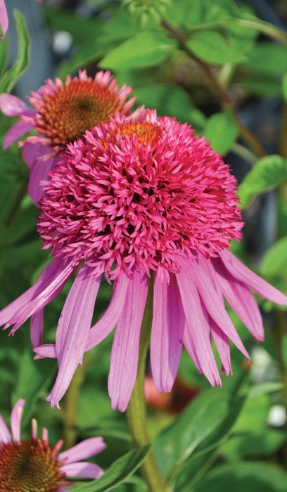 ECHINACEA DBL S BUBBLE GUM #1