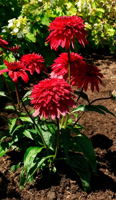 ECHIN X DBL SCP DELUXE STRAW #1