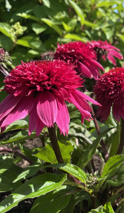 ECHIN DBL SCP DELUX WATERMELON#1