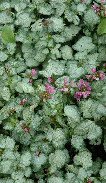 LAMIUM MAC BEACON SILVER 10C/4"