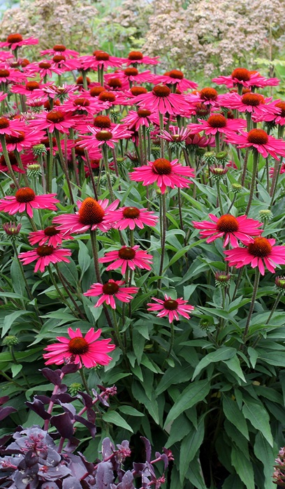 ECHINACEA KISMET RASPBERRY #1