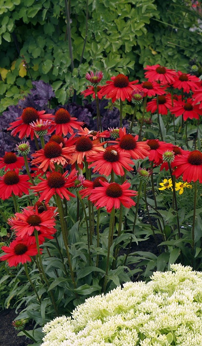 ECHINACEA KISMET RED #1
