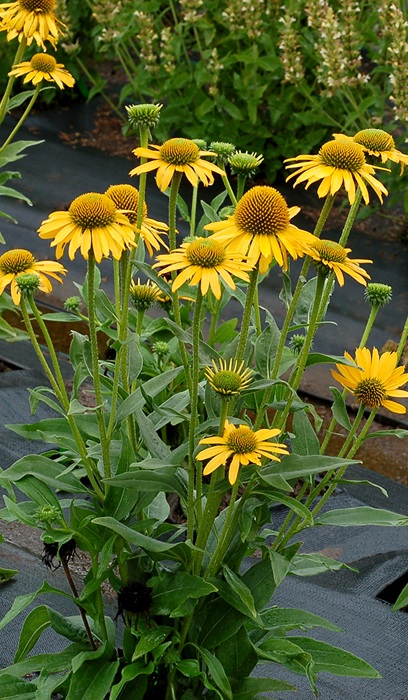 ECHINACEA KISMET YELLOW #1