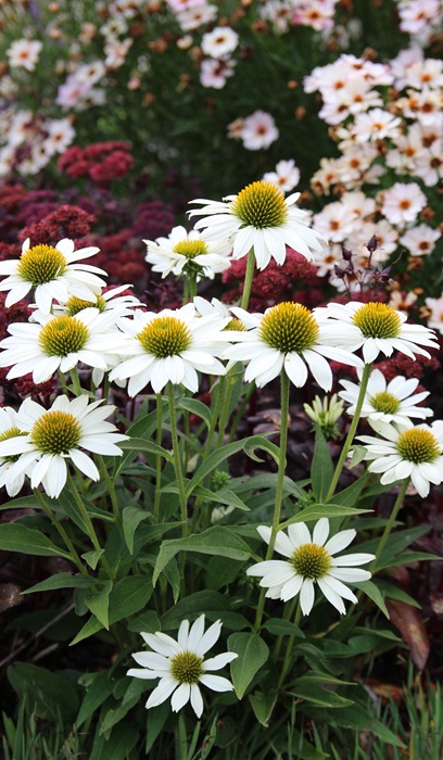 ECHINACEA KISMET WHITE #1