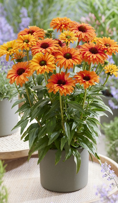 ECHINA SUNSEEKERS MINEOLA #1