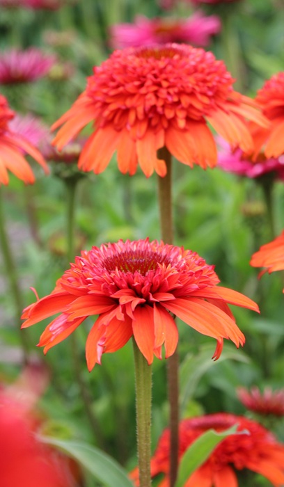 ECHINACEA PUR MOAB SUNSET #1