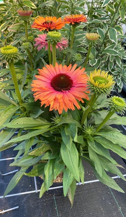 ECHINA SUNSEEKERS RAINBOW #1