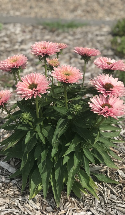 ECHINA SUNSEEKERS SALMON #1