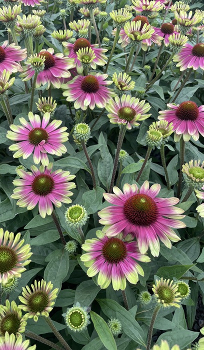 ECHINACEA X SWEET SANDIA #1