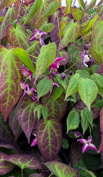 EPIMEDIUM X RUBRUM #1