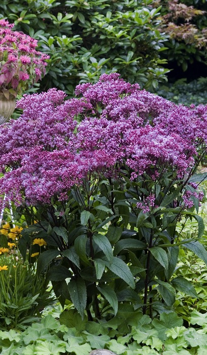 EUPATORIUM DUB BABY JOE #1/7"