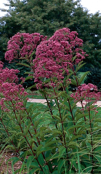 EUPATORIUM MAC GATEWAY JOE #1/7"