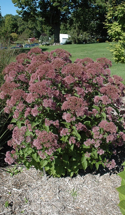 EUPATORIUM DUB LITTLE JOE #1