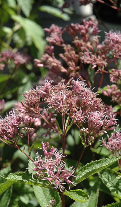 EUPATORIUM DUB PHANTOM #1/7"