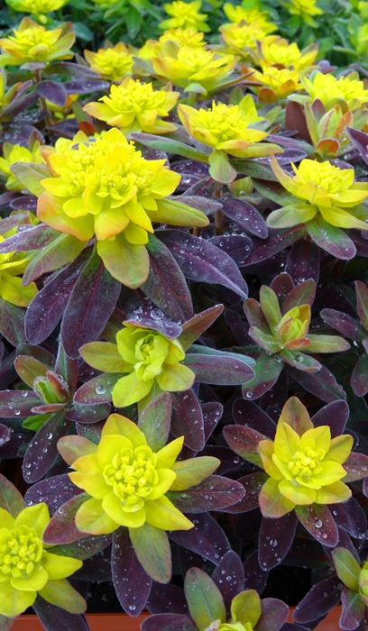 EUPHORBIA POL BONFIRE #1