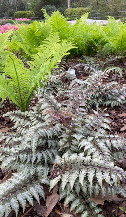 FERN ATHYR JAP PAINTED #1