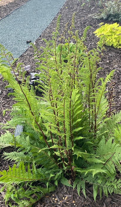 FERN ATHYR FIL LADY IN RED #1