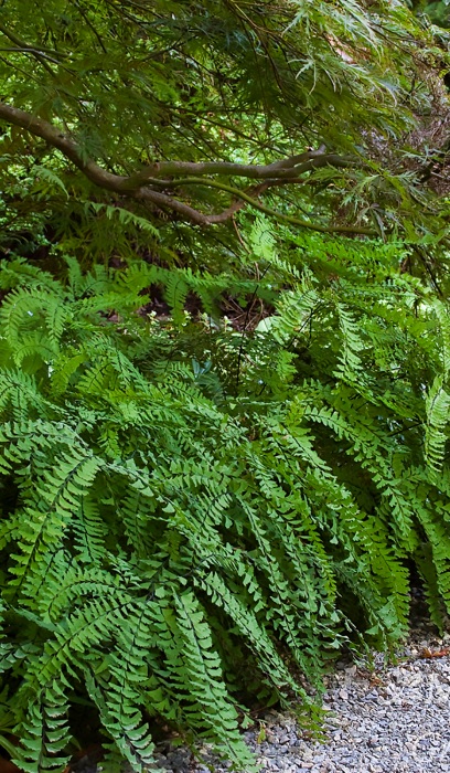 FERN ADIAN MAIDENHAIR #1