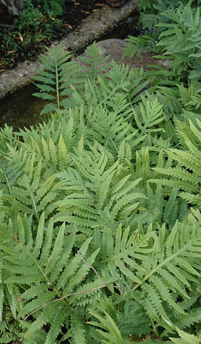 FERN ONO SENSITIVE #1