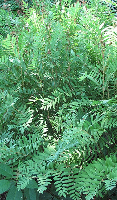 FERN OSM AMERICAN ROYAL #1