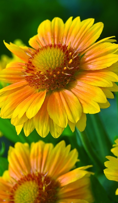 GAILLARDIA ARI ARIZONA APRICOT#1