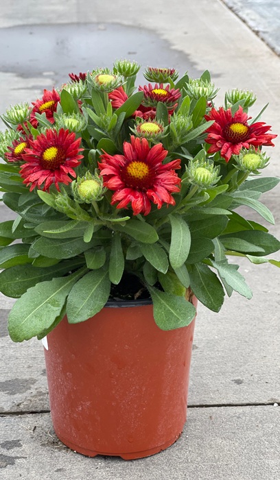 GAILLA GRA ARIZONA RED SHADES #1