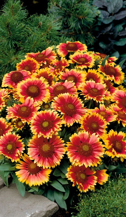 GAILLARDIA GRA ARIZONA SUN #1