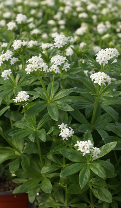 GALIU ODO SWEET WOODRUFF 4"/10T