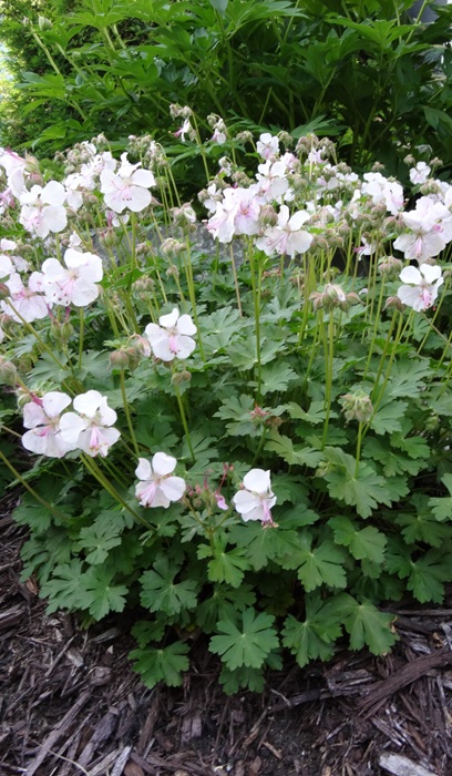 GERAN CAN BIOKOVA #1