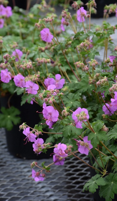 GERAN CAN KARMINA #1