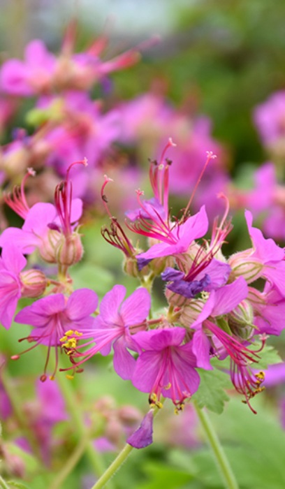 GERAN MAC BEVAN'S VARIETY #1