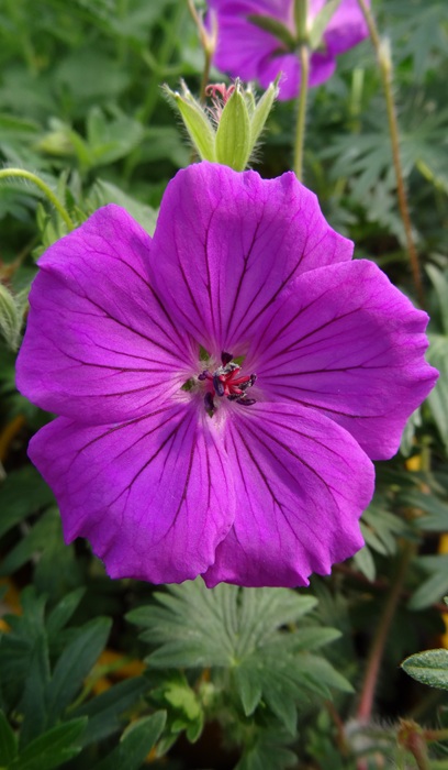 GERAN X TINY MONSTER #1