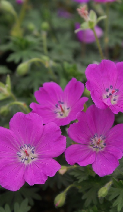 GERAN SAN MAX FREI #1