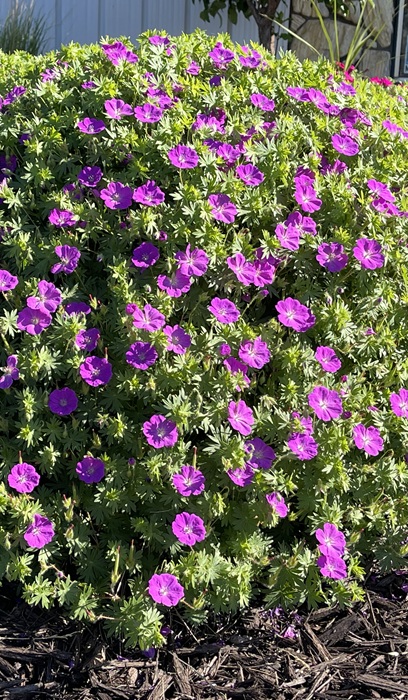 GERAN SAN NEW HAM PURPLE#1