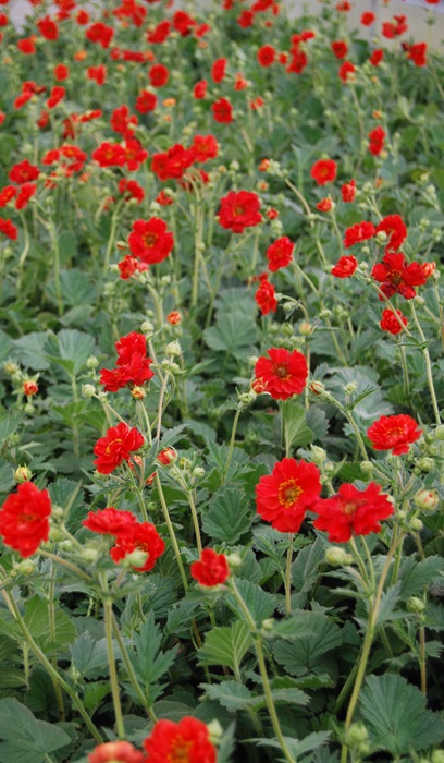 GEUM CHI DOUBLE BLOODY MARY #1