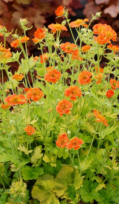GEUM SUNKISSED LIME #1