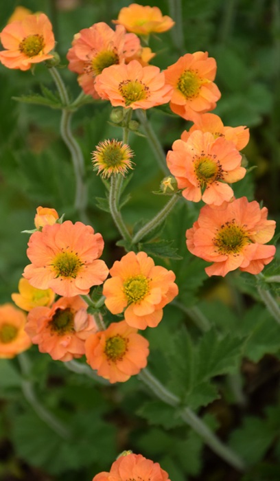GEUM TOTALLY TANGERINE #1