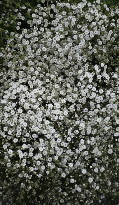 GYPSOPHILA SUMMER SPARKES #1