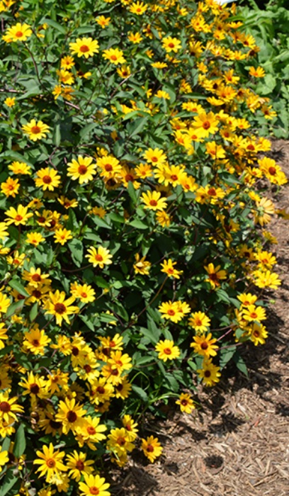 HELIOPSIS SUMMER NIGHTS #2