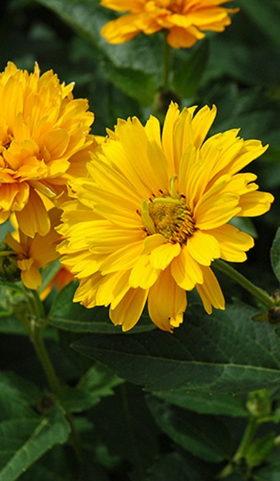HELIOPSIS SUMMER SUN #2