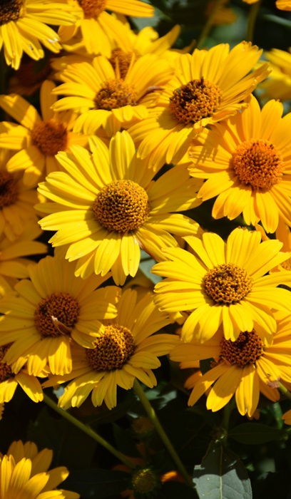 HELIOPSIS TUSCAN SUN #1/7" PW