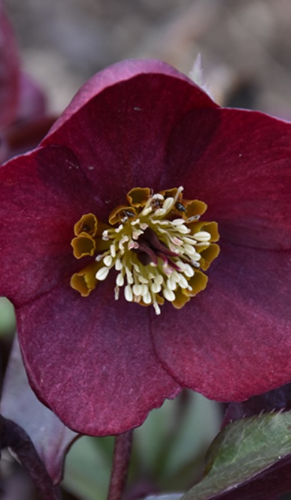 HELLEB HONYMOON ROME IN RED #1