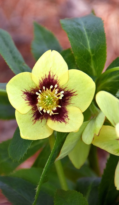 HELLEB HONYMOON SPANISH FLARE #1