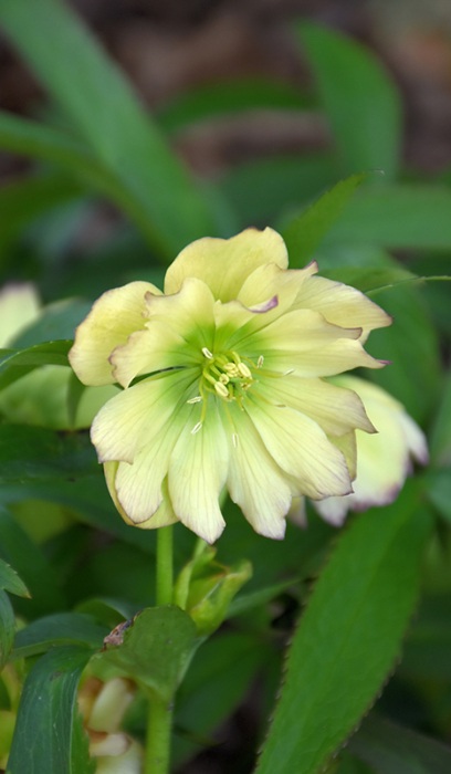 HELLE WED PRTY FIRST DANCE #1