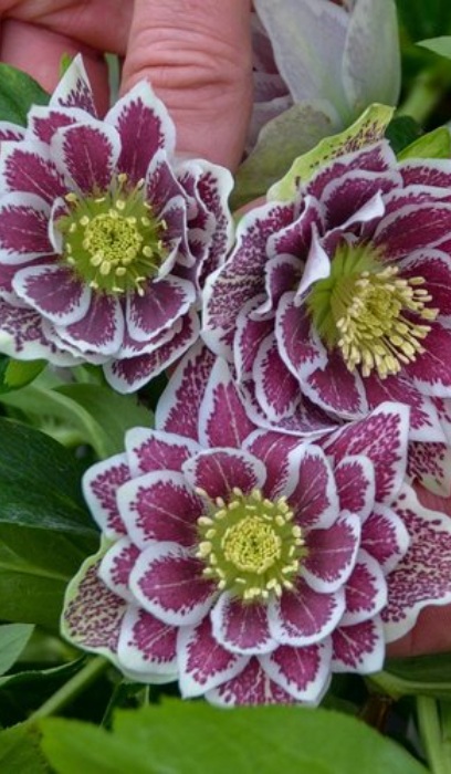 HELLE WED PRTY SHOTGUN WEDDING#1