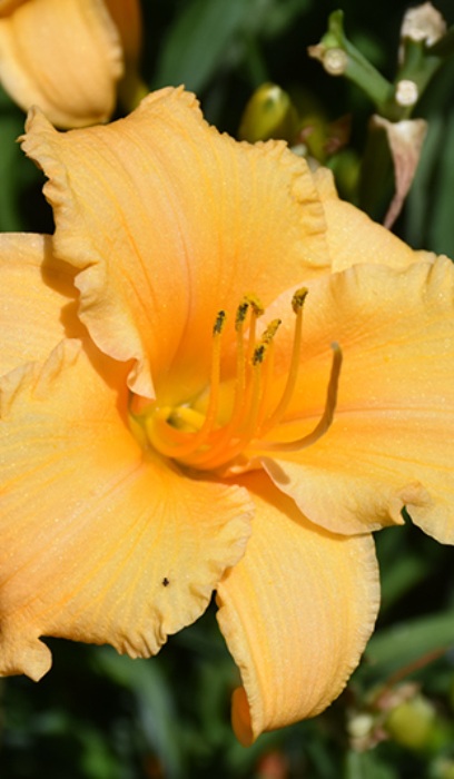 HEMER APRICOT SPARKLES #1