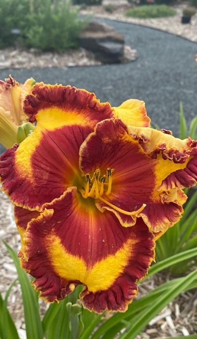 HEMER BAND OF FIRE #1