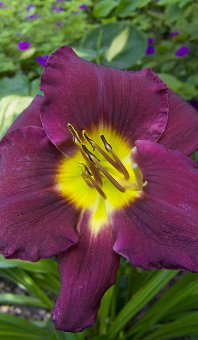 HEMER BELA LUGOSI #1