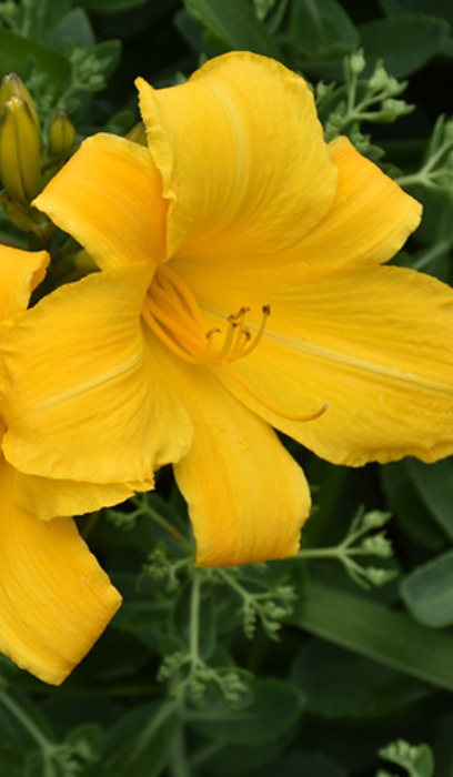 HEMER BUTTERED POPCORN #1