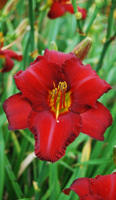 HEMER CHICAGO APACHE #1